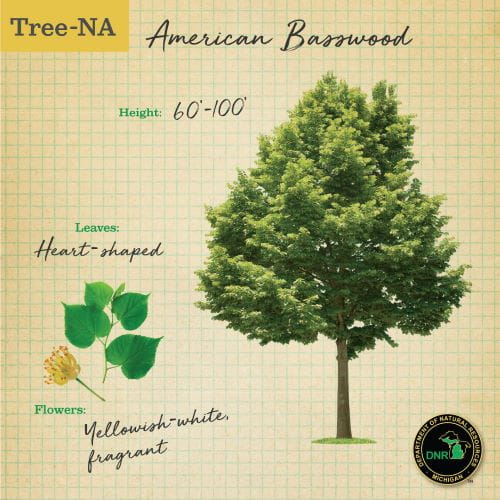 Tree-NA graphic on the basswood tree, showing its shape and creamy flower bunches