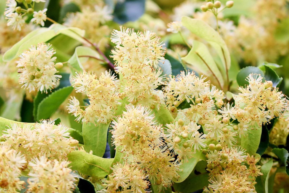 Creamy clusters of basswood tree blooms and light-colored leaves 