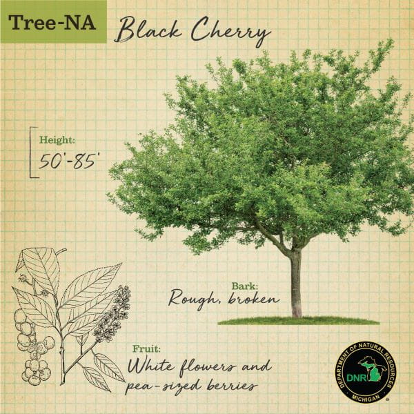 TreeNA graphic of black cherry tree showing cherries, flowers and tree shape
