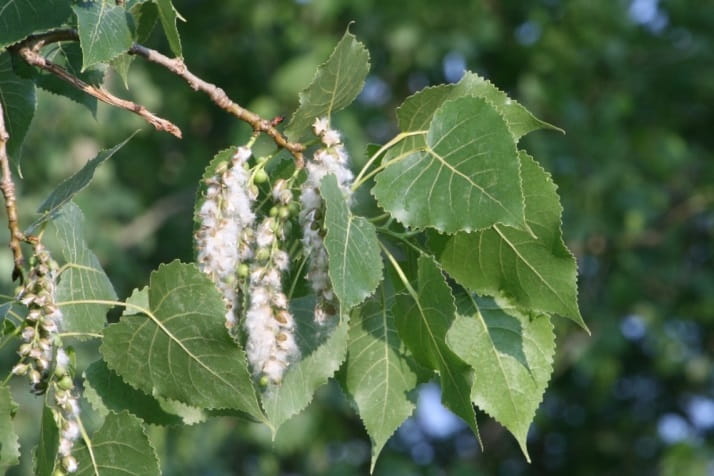 Eastern cottonwood seeds