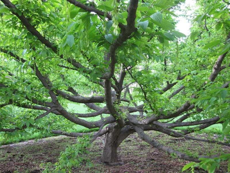 Image of gray musclewood tree branches via Missouri Botanical Garden