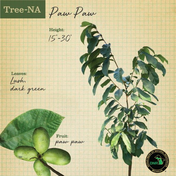 TreeNA graphic showing Paw Paw tree foliage and fruit
