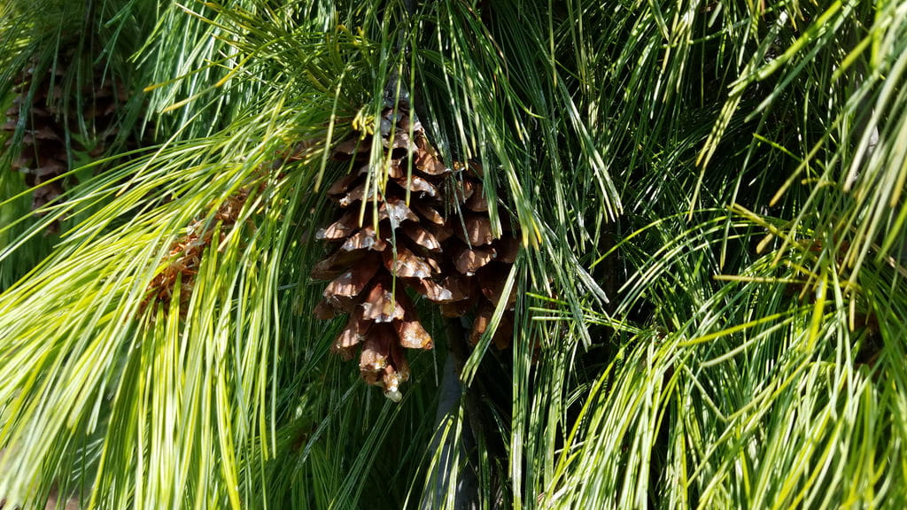 White pine needles