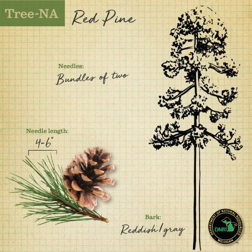 TreeNA graphic featuring Red Pine with a cone, needles and tree silhouette