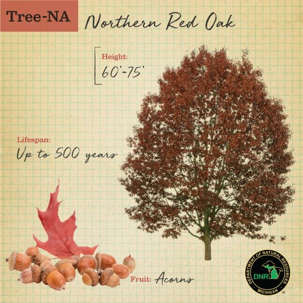 Red oak TreeNa graphic showing acorns and fall foliage
