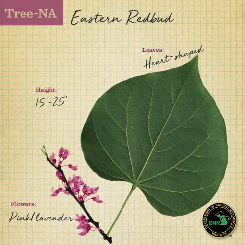 Graphic showing heart-shaped redbud tree leaf and pink flowers 