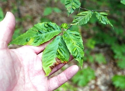 Image of puckered, bumpy beech leaves affected by beech leaf disease