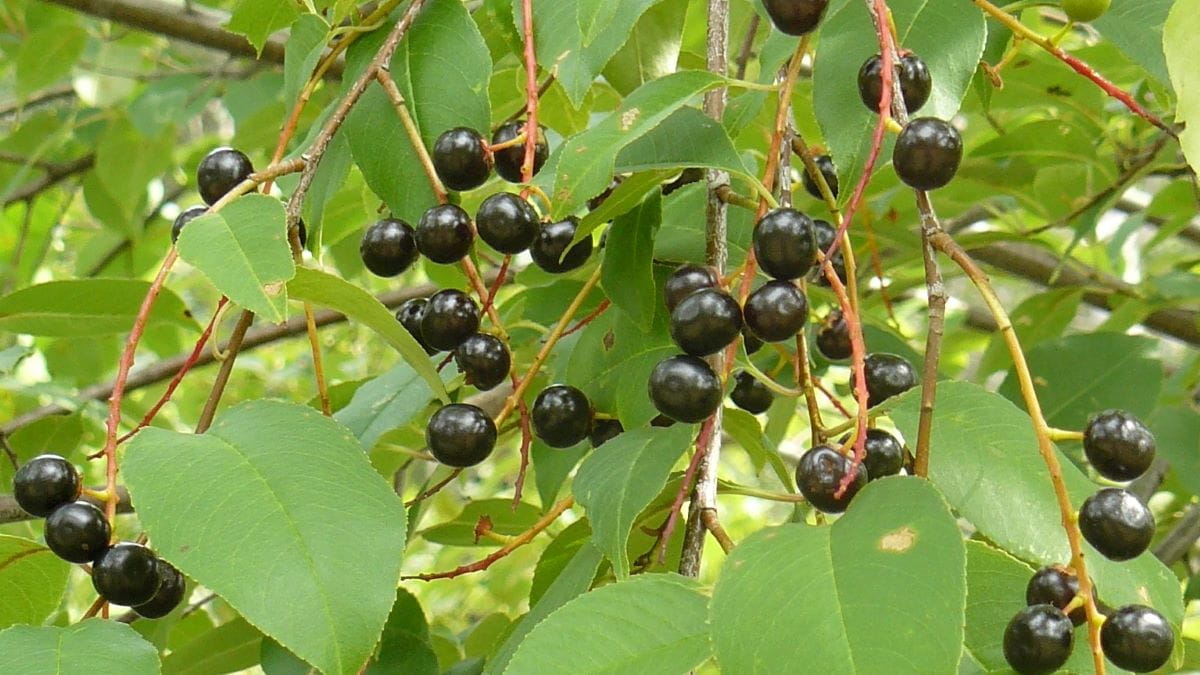 Closeup image of black cherry tree leaves and glossy dark fruits