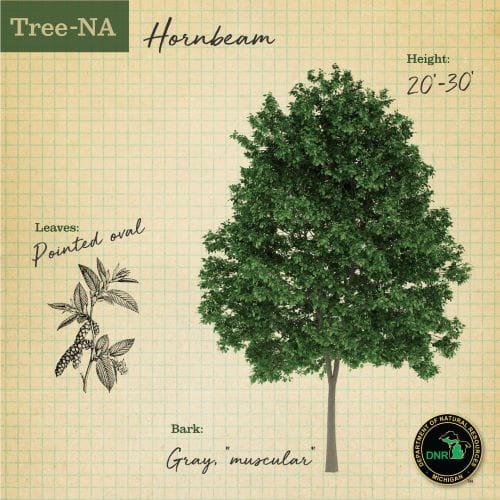 TreeNA graphic of hornbeam tree 