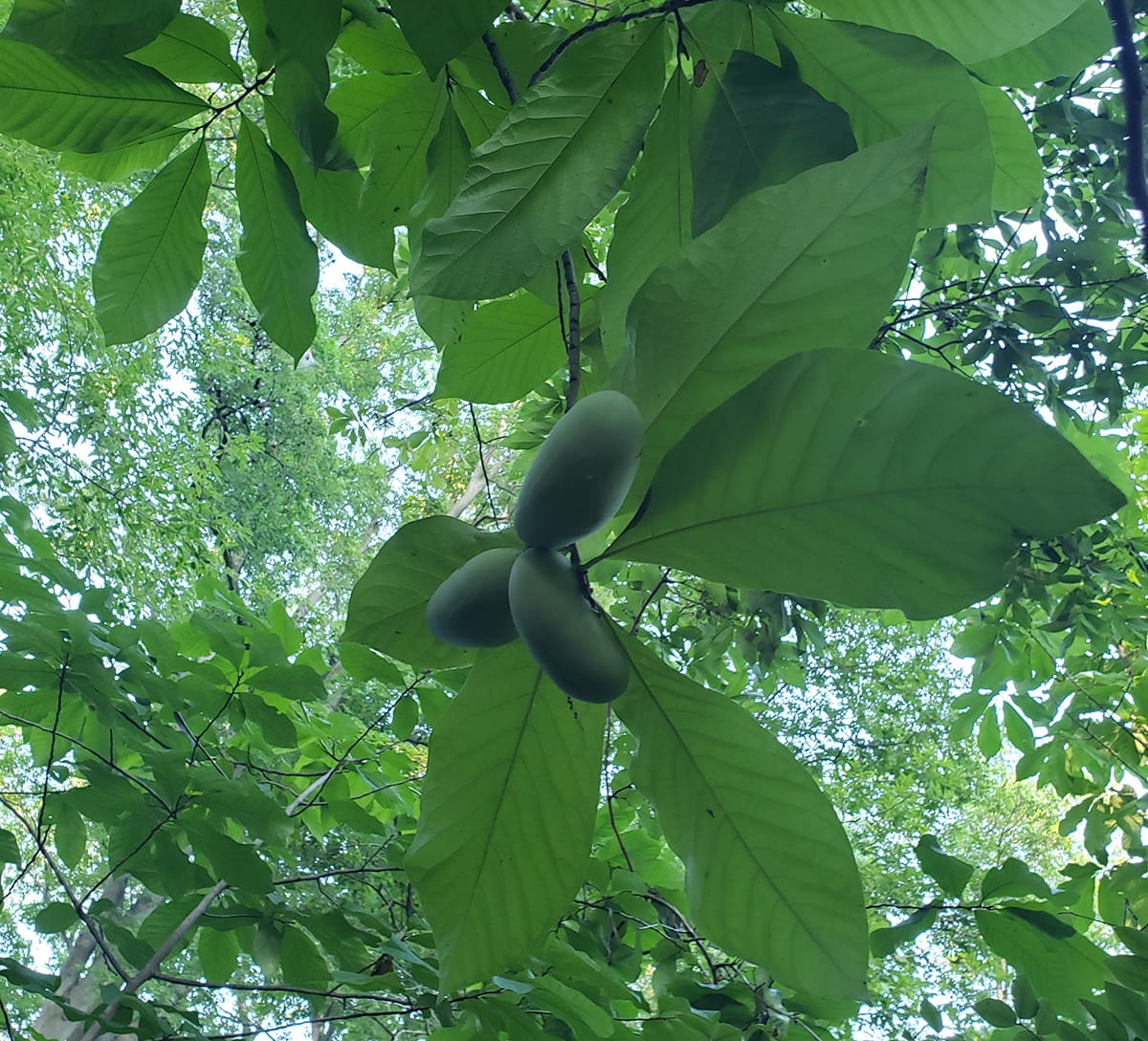 Deep green pawpaw tree leaves and oval-shaped fruit