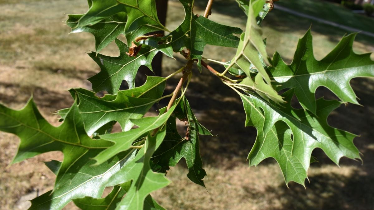 Image of red oak leaves in summer, they are green with pointed tips