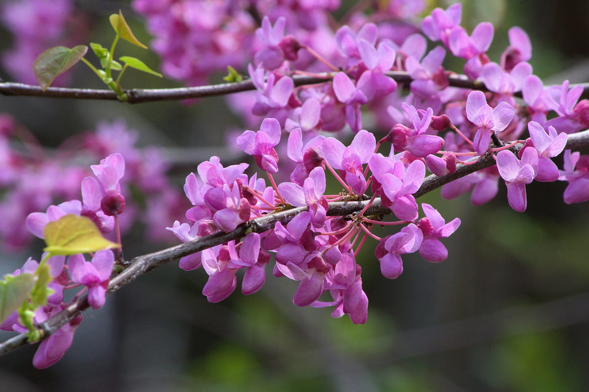 Closeup image of rosy redbud blooms in spring