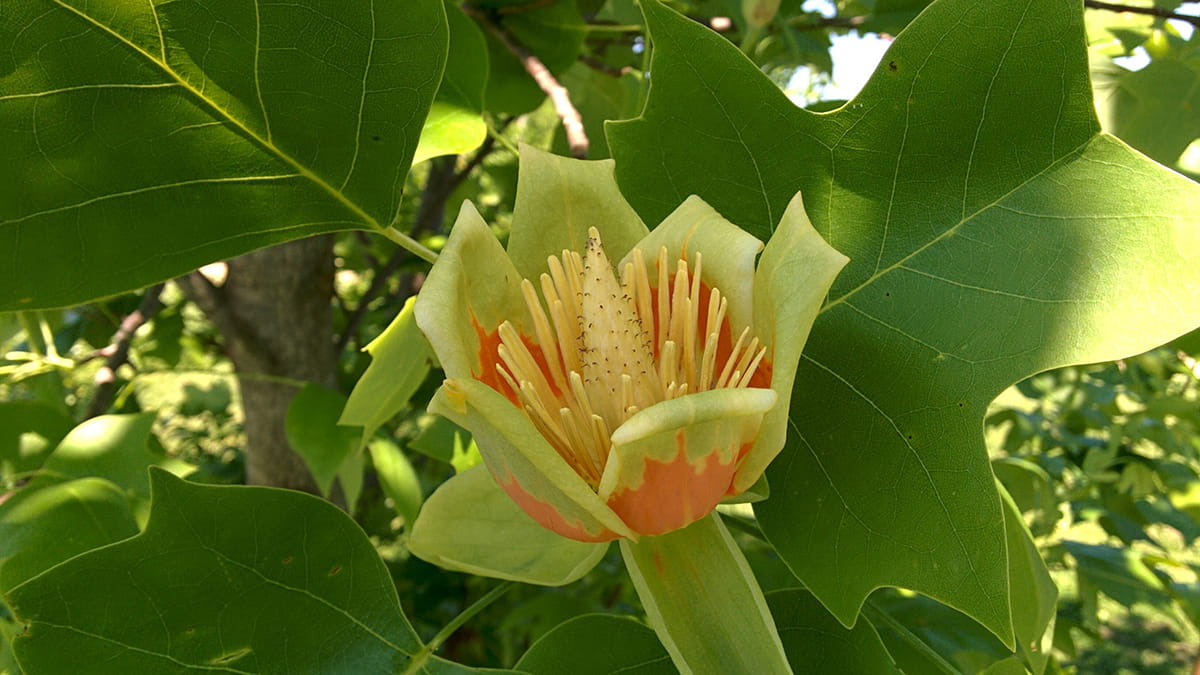 A large, yellow-and-orange tulip tree flower and 4-lobed leaves