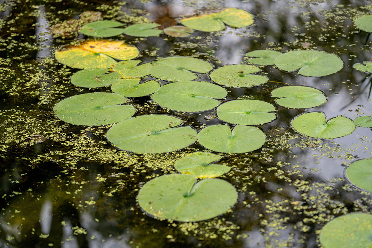 Lily pads