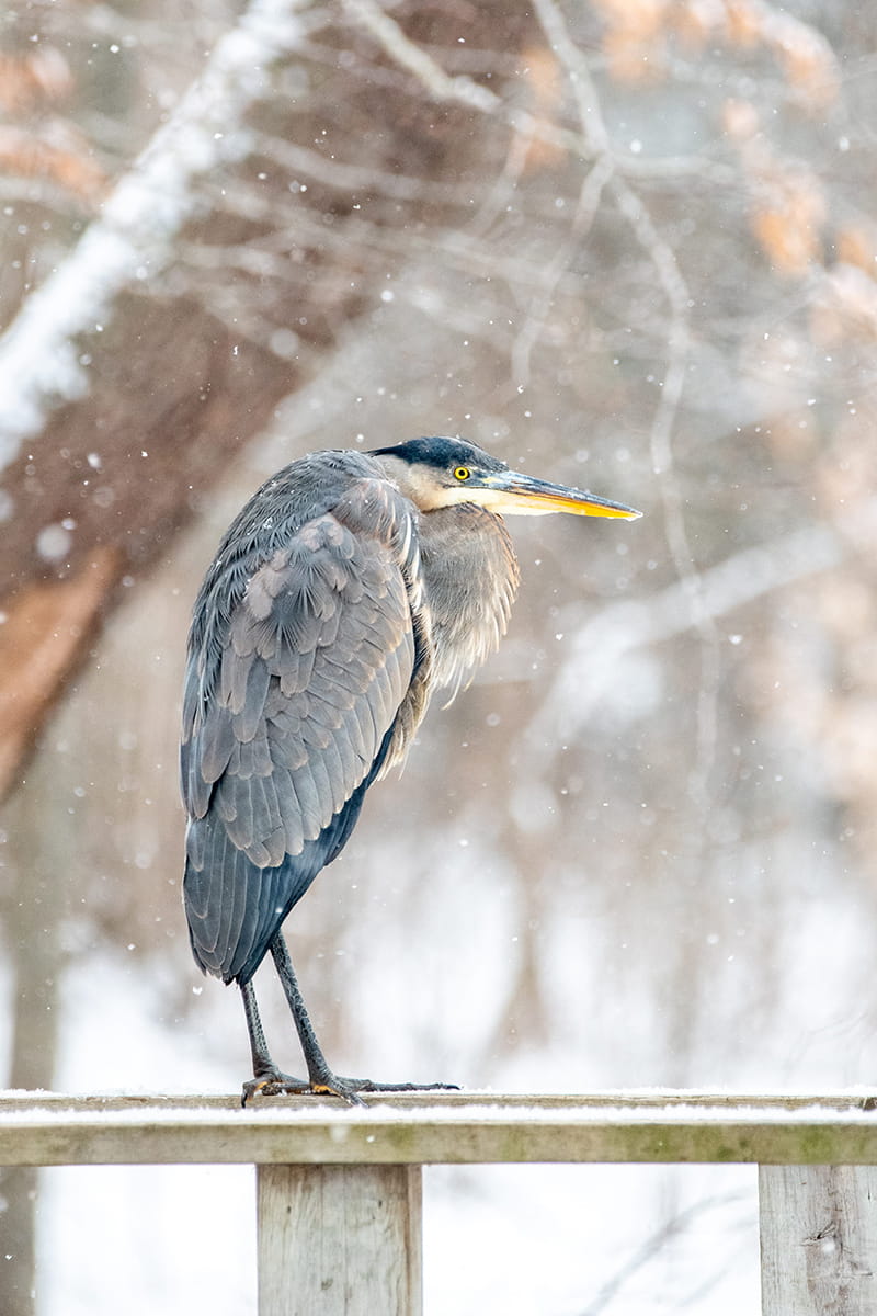 A great blue heron during winter.