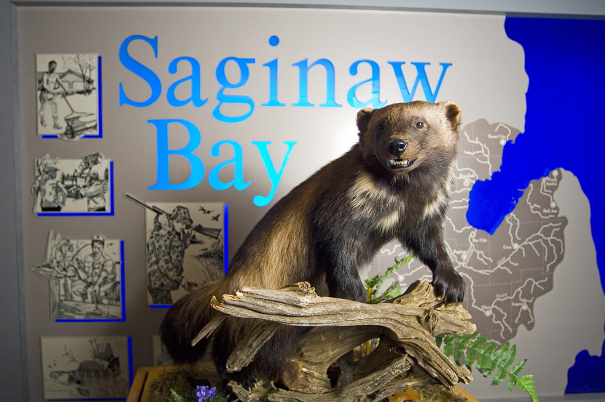 An interpretive display of a wolverine at the Saginaw Bay Visitor Center