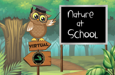 A graphic with a scholarly owl for the Nature at School virtual programs
