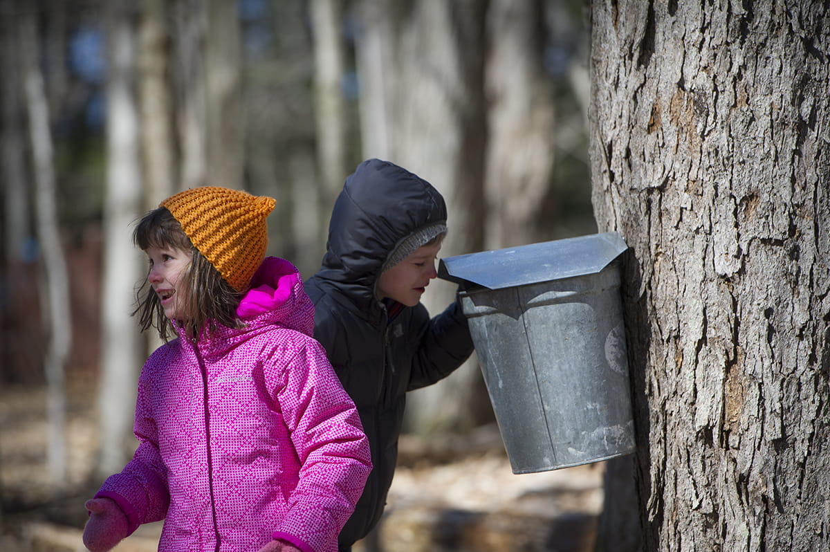 kids looking in a maple sap bucket