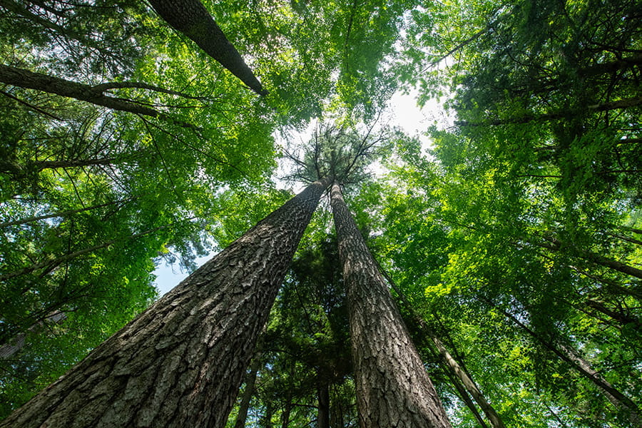 A view upwards at the old growth forest at Hartwick Pines