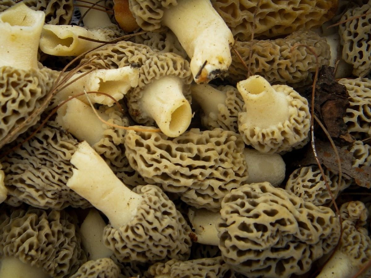 Morel Mushrooms