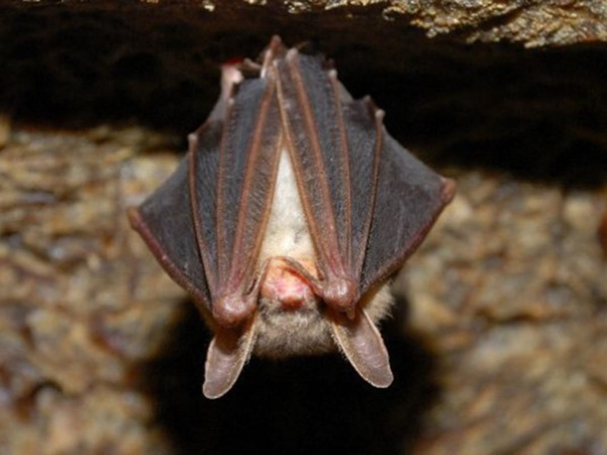 bat hanging upside-down
