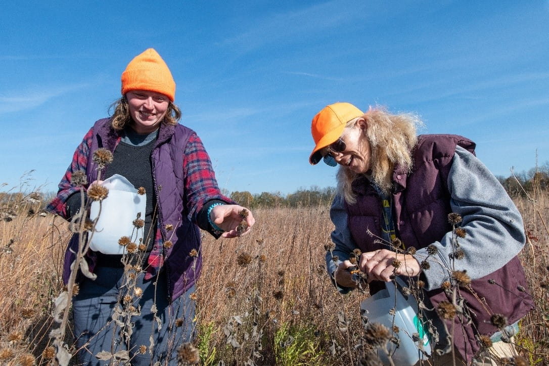 Two volunteers collecting seeds in the prairie