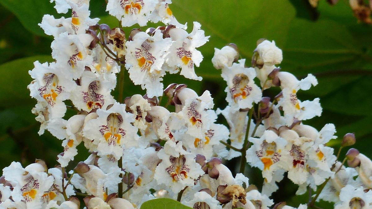 White flower bunches and green foliage from a catalpa tree