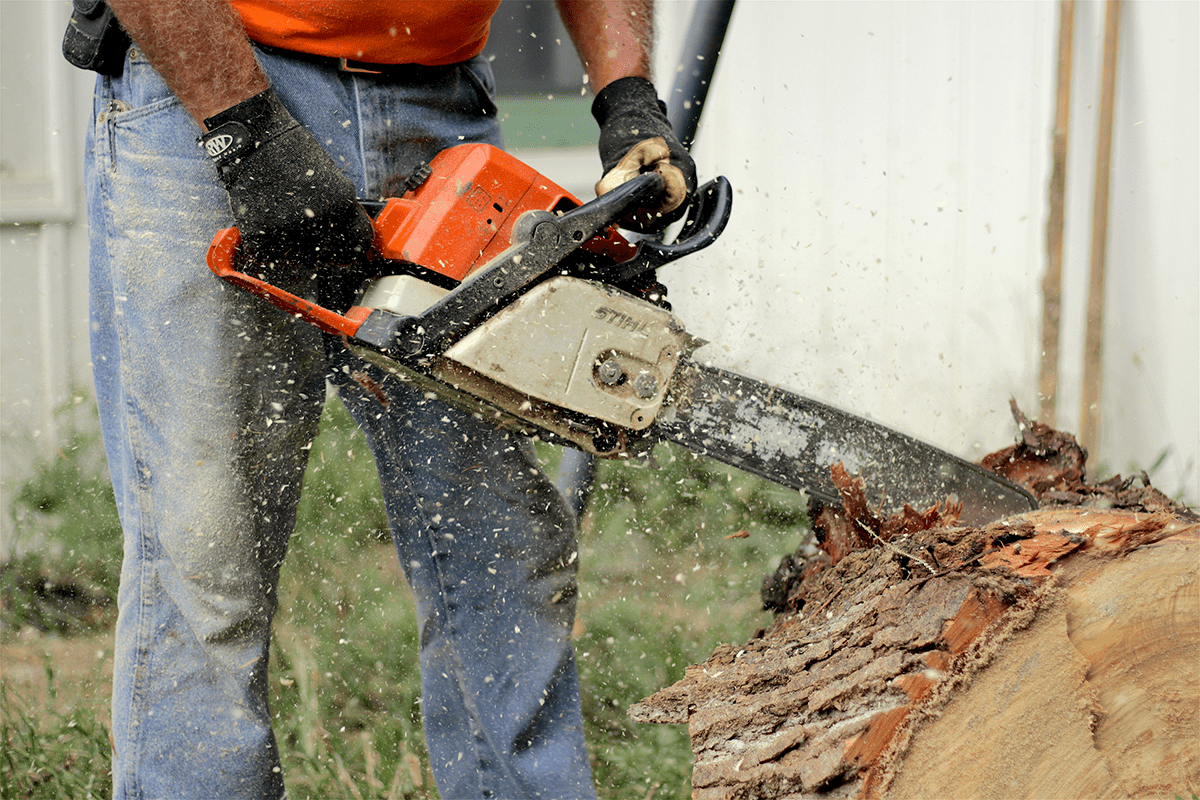 Man cutting down tree in fenced in yard with an orange chainsaw.