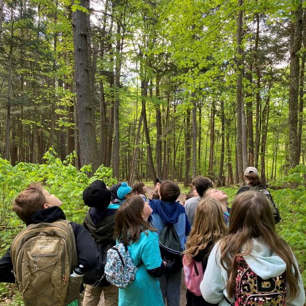 Children in a forest look up at the leafy green canopy