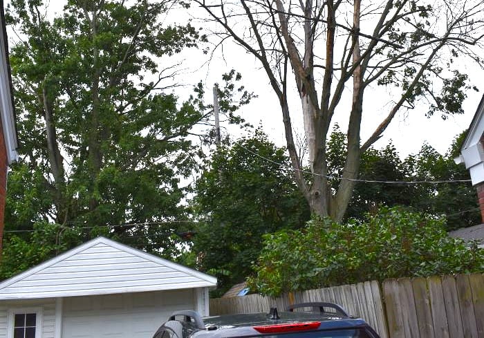Dead tree near garage in city