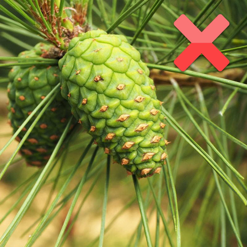 An all-green pine cone that is underripe