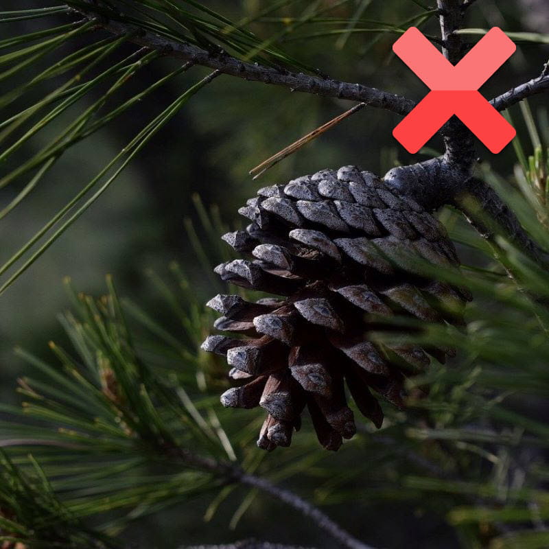 An overripe, open pine cone that is all brown