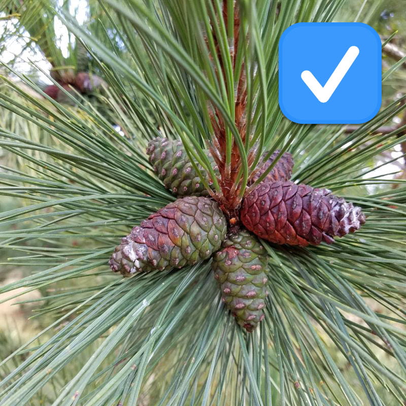 A perfectly ripe red pine cone