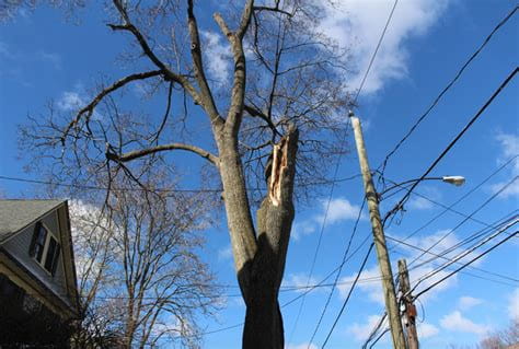 Tall dead tree by power lines