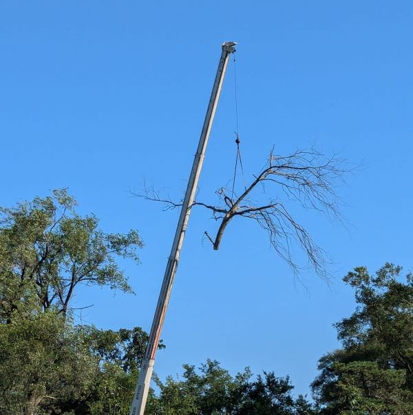 Tree being removed by crane machine on a sunny day