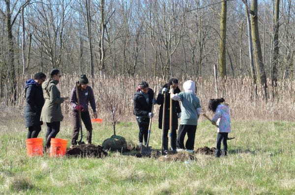 Volunteers plant saplings in Rouge Park.