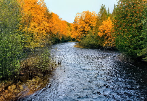 River with fall trees 