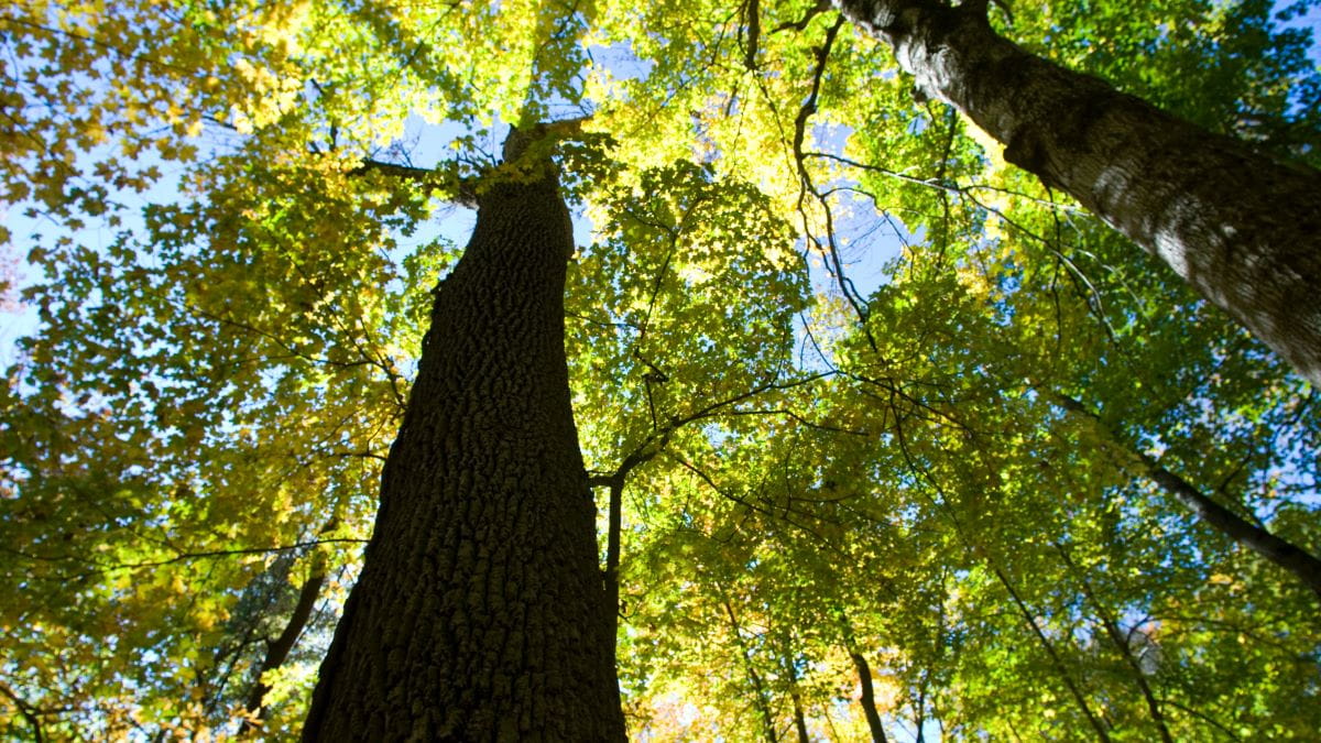 A view of green, leafy tree canopy and trunks from the ground 