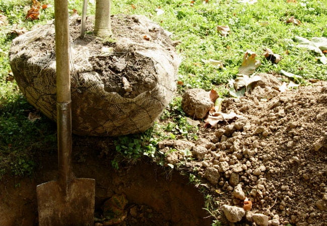 Wood shovel digging a hole in the ground to prep for tree planting