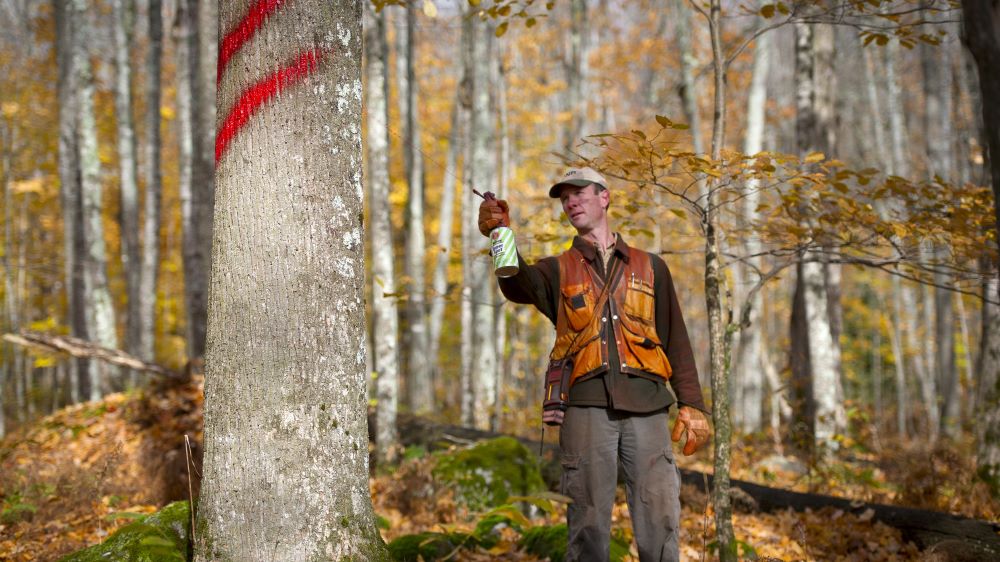 A forester marks timber in the woods with red spray paint