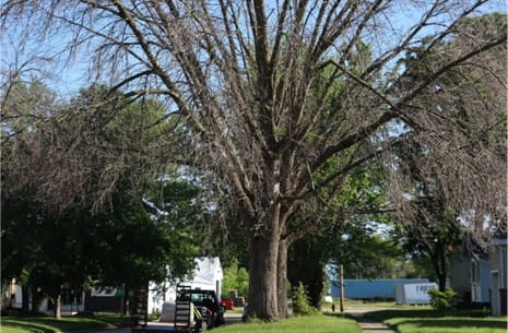 Tall tree in the city by sidewalk