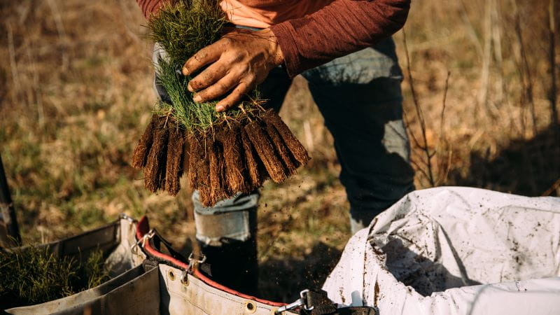 A person picks up a bundle of seedlings to plant