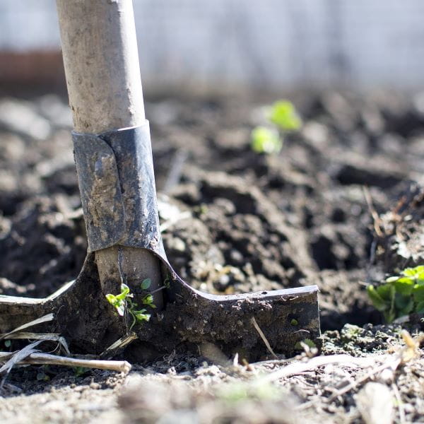 A metal shovel stuck in the soil