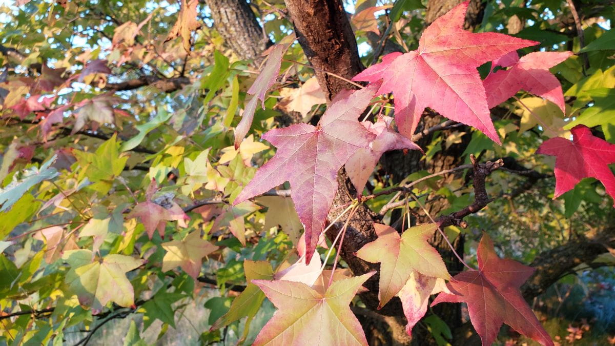 Star-shaped sweet gum tree leaves beginning to show fall color