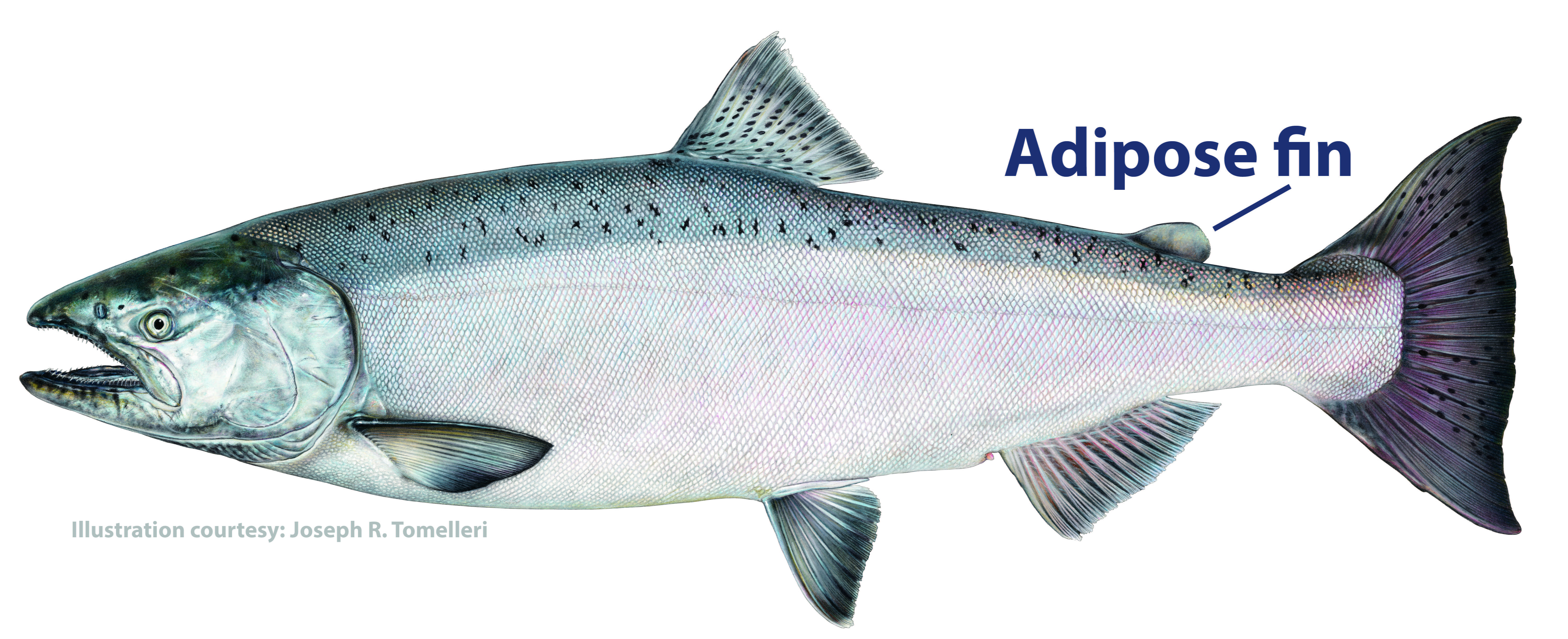 Chinook salmon with adipose fin indicated.