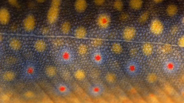 Photo of brook trout scales.