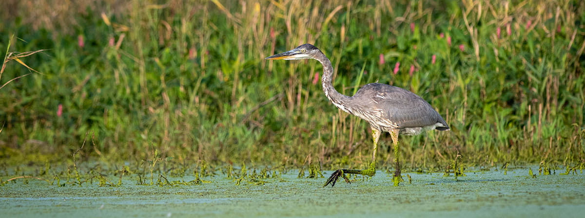 an heron in a marsh