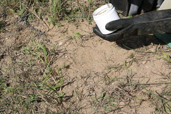 Closeup of bait placed near a buried foot hold trap