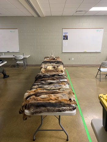 pieces of fur on a table in a classroom