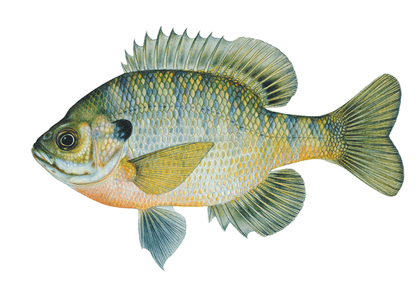DNR-FISH-bluegill illustration